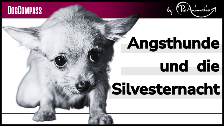 Mehr über den Artikel erfahren Angsthunde und die Silvesternacht