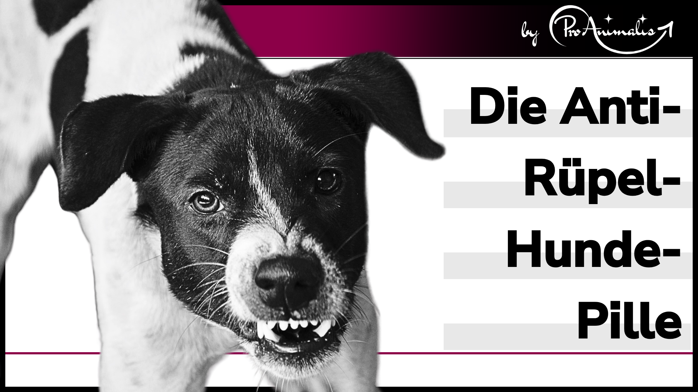 Mehr über den Artikel erfahren Die Anti-Rüpel-Hunde-Pille