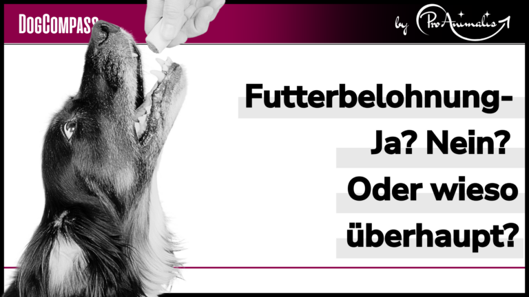 Mehr über den Artikel erfahren Futterbelohnung – Ja? Nein? Oder wieso überhaupt