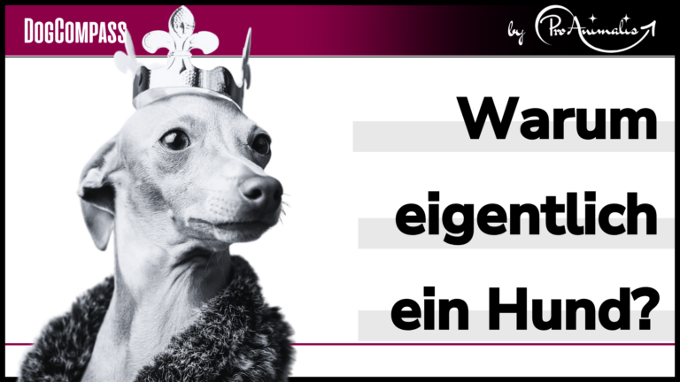 Mehr über den Artikel erfahren Warum eigentlich ein Hund?