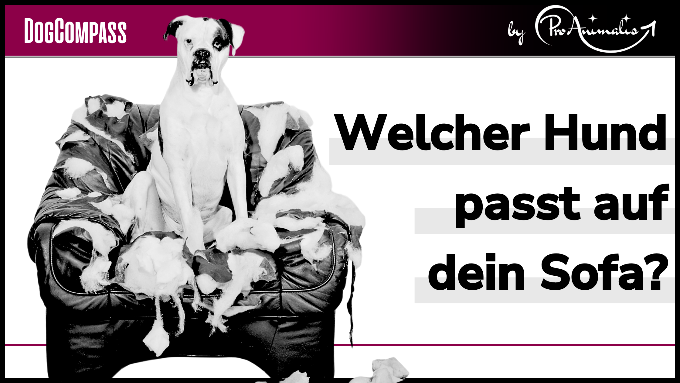 Mehr über den Artikel erfahren Welcher Hund passt auf dein Sofa?