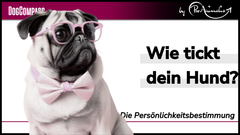 Mehr über den Artikel erfahren Wie tickt dein Hund?