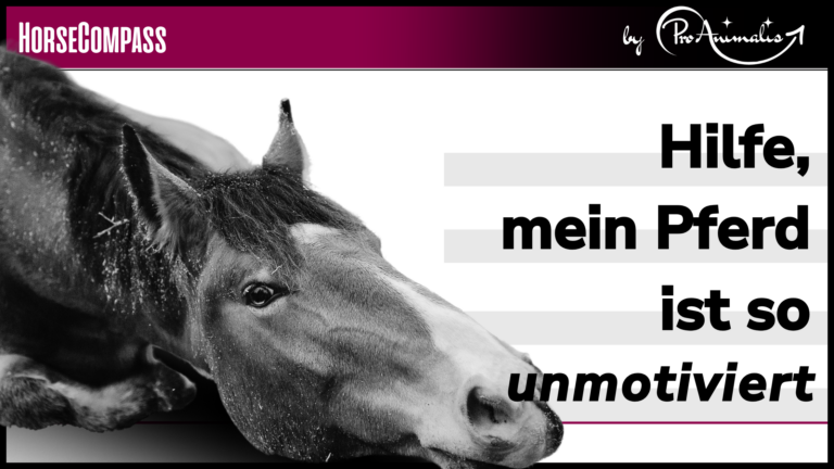 Mehr über den Artikel erfahren Hilfe, mein Pferd ist so unmotiviert