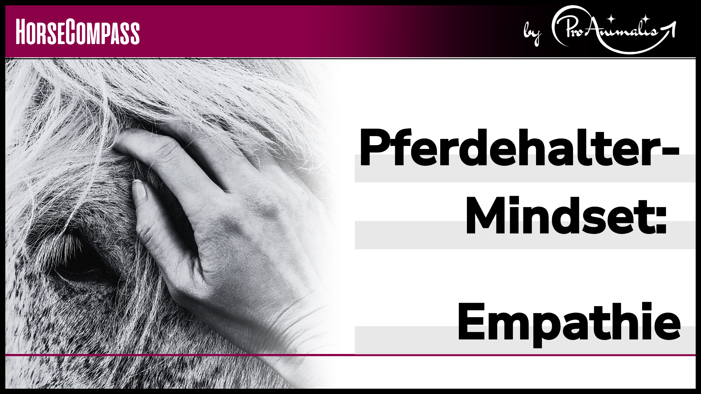 Mehr über den Artikel erfahren Pferdehalter-Mindset: Empathie